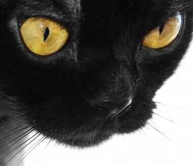 gato-negro-7362068