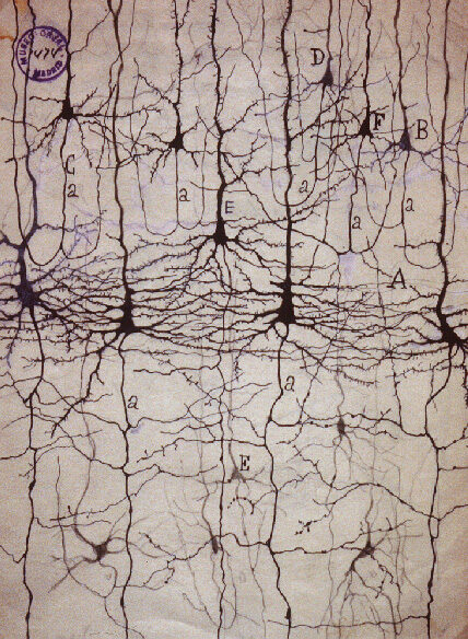 neuronas-ramon-y-cajal-5707263
