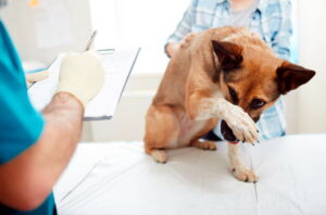 castracion-en-perros-efectos-en-su-salud-y-beneficios