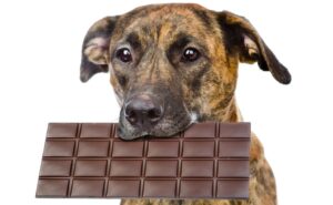 perro comiendo chocolate