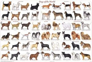 perros-de-razas-el-mundo-popular-chart-poster-36-x-24